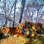 Многодетная амурская тигрица стала мамой в пятый раз